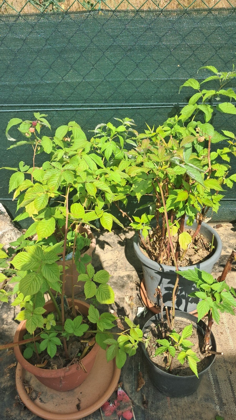 4 framboisiers 'Rubus', Jardin & Terrasse, Enlèvement, Autres espèces, Arbuste, Moins de 100 cm