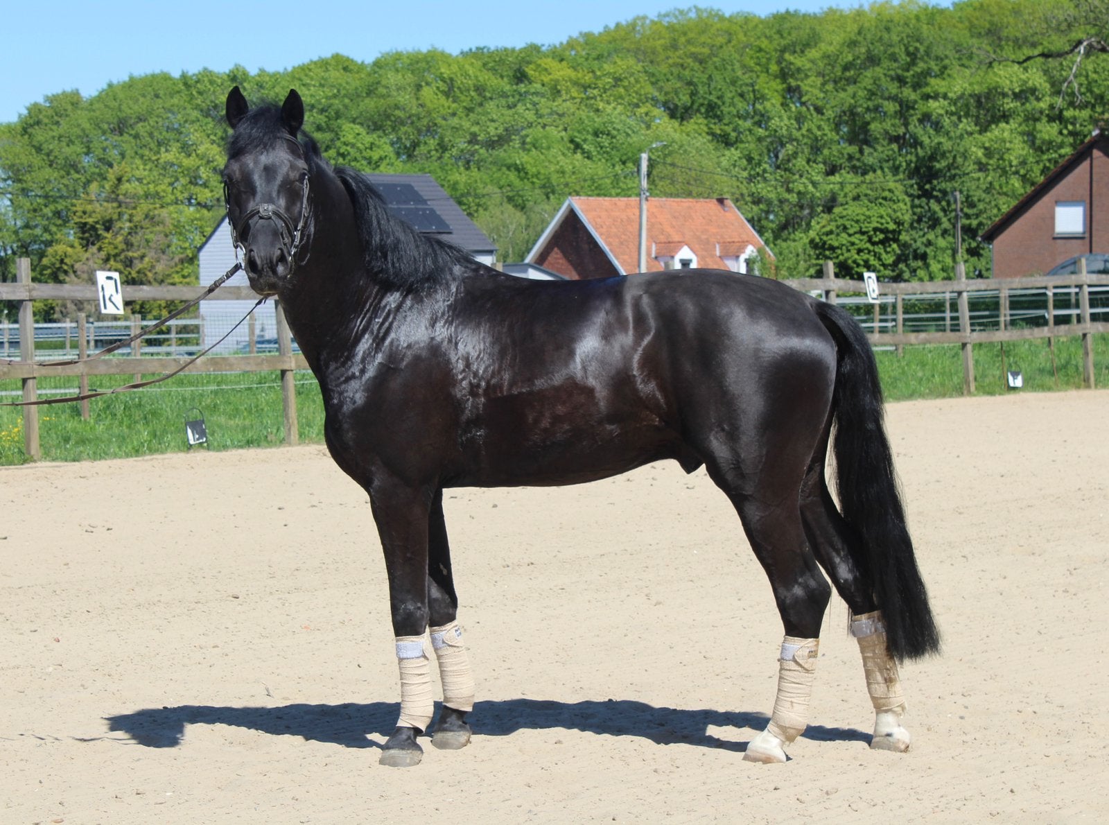 Dressage brown (sport) pour enfants de 4 ans, Hongre, M