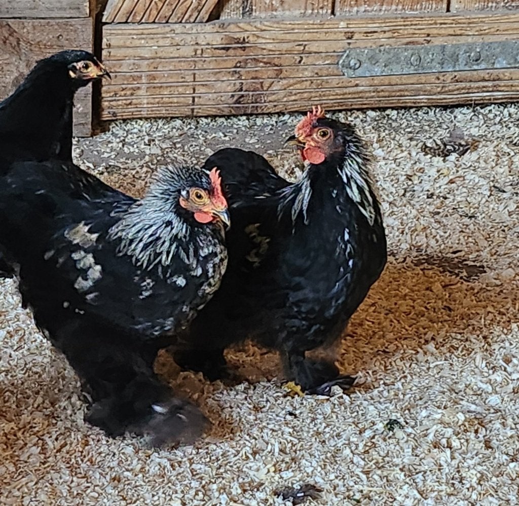Cochin haantjes gratis 5 maand oud, Dieren en Toebehoren, Pluimvee, Mannelijk, Kip