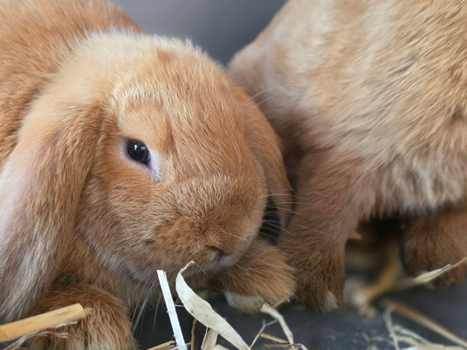 Raszuivere Nederlandse hangoortjes. Gevacineerd/handtam, Dieren en Toebehoren, Konijnen