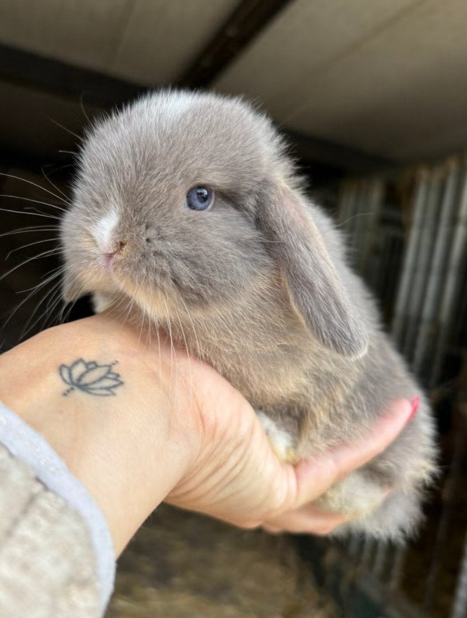 Mini Dwerg langoor konijntjes. verschillende kleuren, Dwerg