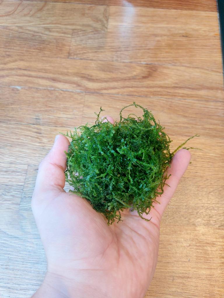 Javamos (aquariumplant), Dieren en Toebehoren, Ophalen