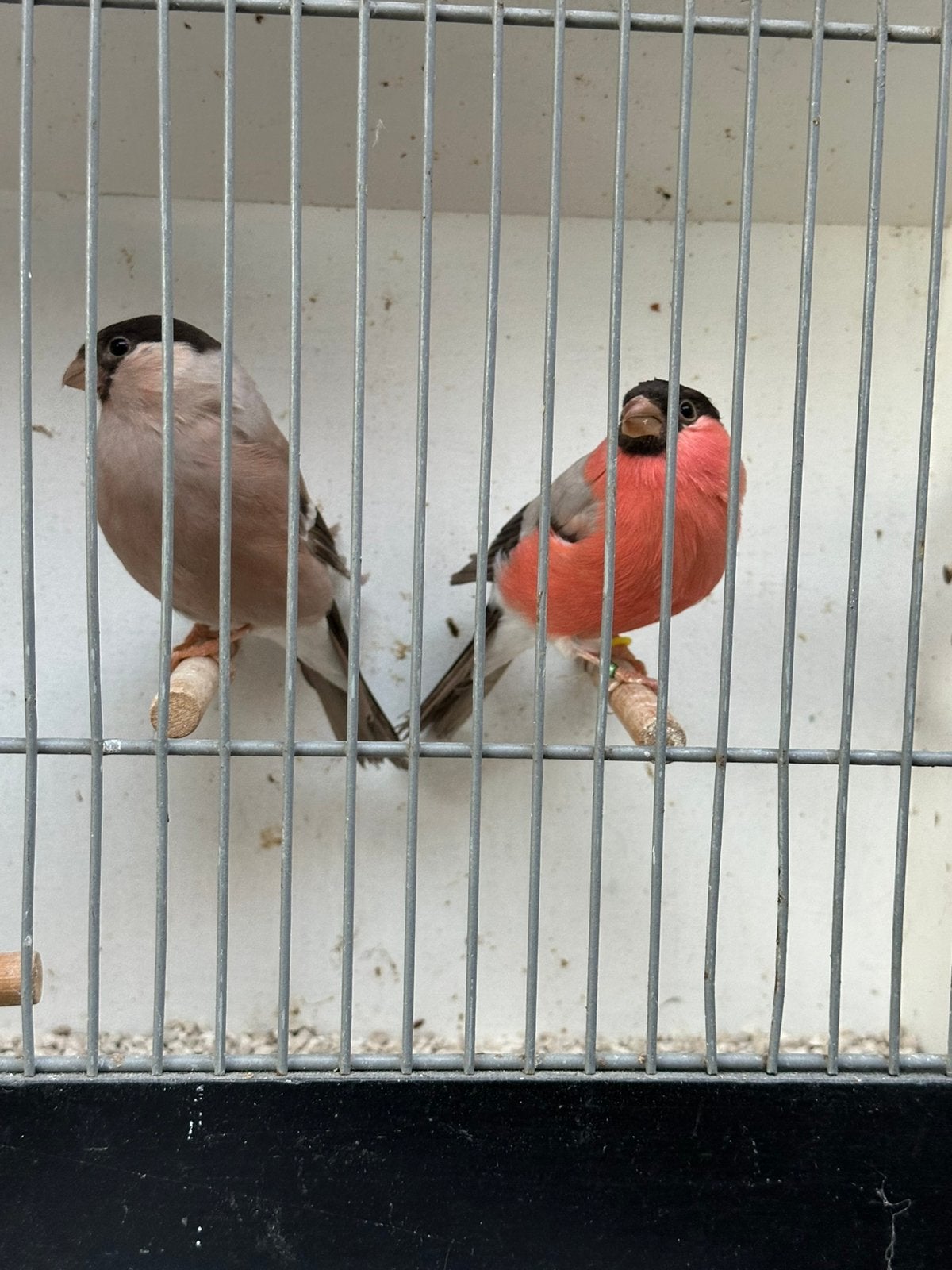 Koppel noordse goudvinken bruin
