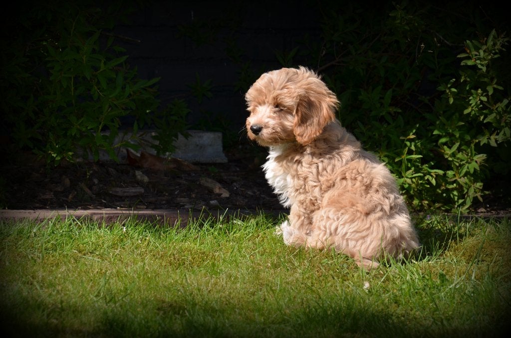 Maltipoo pups, België, 15 weken tot 1 jaar, CDV (hondenziekte), Meerdere