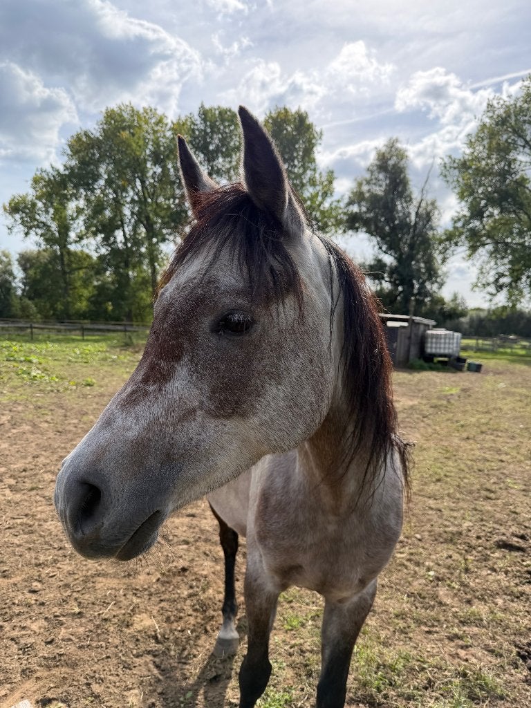 Pony, Gechipt, Ruin, 3 tot 6 jaar, Onbeleerd