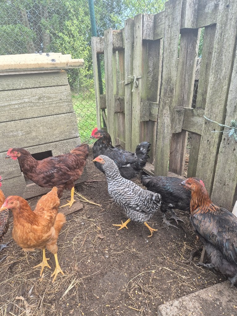 Hanen, Plusieurs animaux, Poule ou poulet