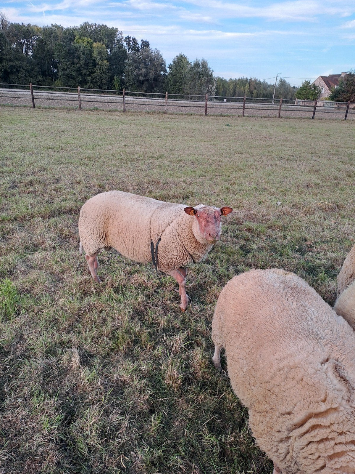 raszuivere  rouge de l'ouest jaarlingram te koop, Mannelijk, Schaap, 0 tot 2 jaar