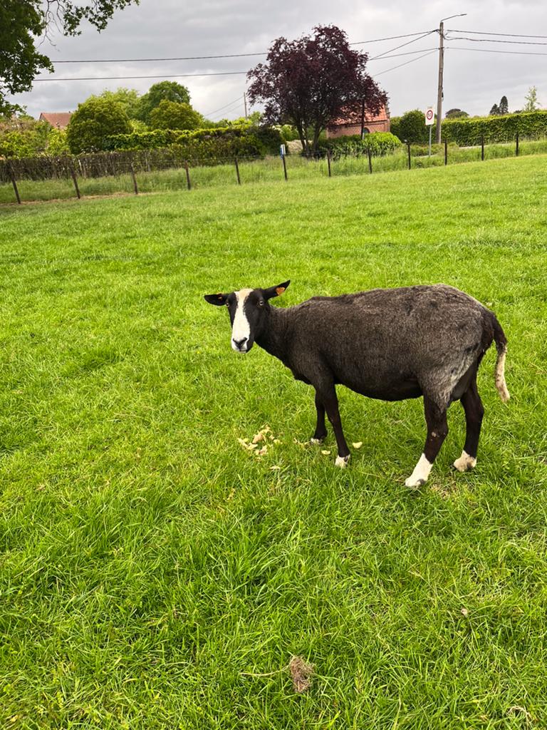 Zwartbles ooi, Dieren en Toebehoren, Schapen, Geiten en Varkens, Vrouwelijk, Schaap, 3 tot 5 jaar