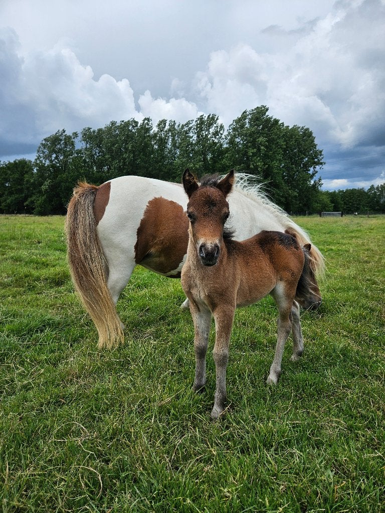 Lieve shetlandveulens uit eigen fokkerij, Dieren en Toebehoren, Merrie, Ontwormd