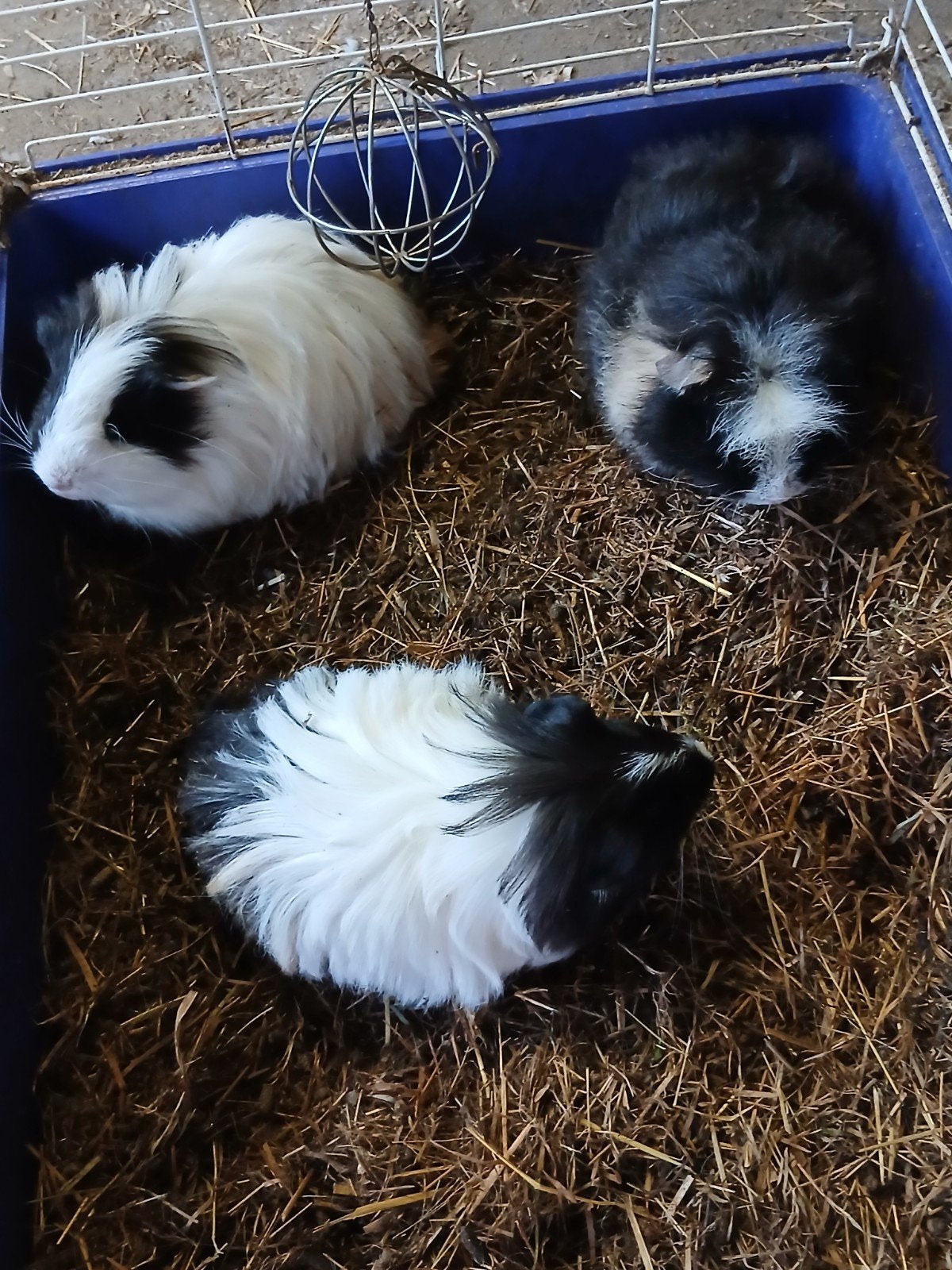 Merino en shelties cavia's, Dieren en Toebehoren, Cavia, Mannelijk, Juli, Tam