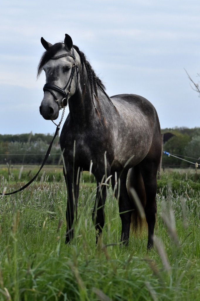 ## VRIENDELIJKE en zeer leuke grijze Andalusier ruin ##, Hongre, Débourré, Vermifugé, 3 à 6 ans