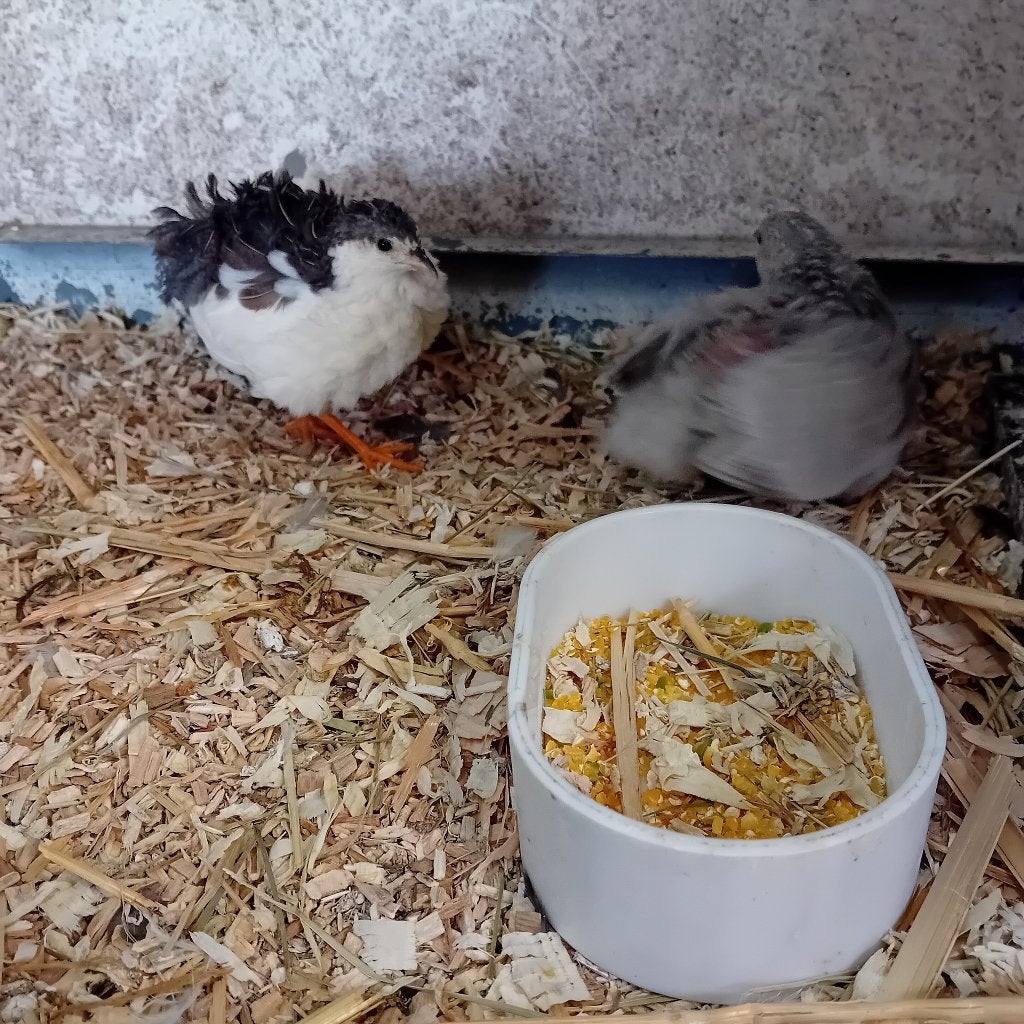 chinese dwerg kwartel, Dieren en Toebehoren, Pluimvee, Meerdere dieren, Overige soorten