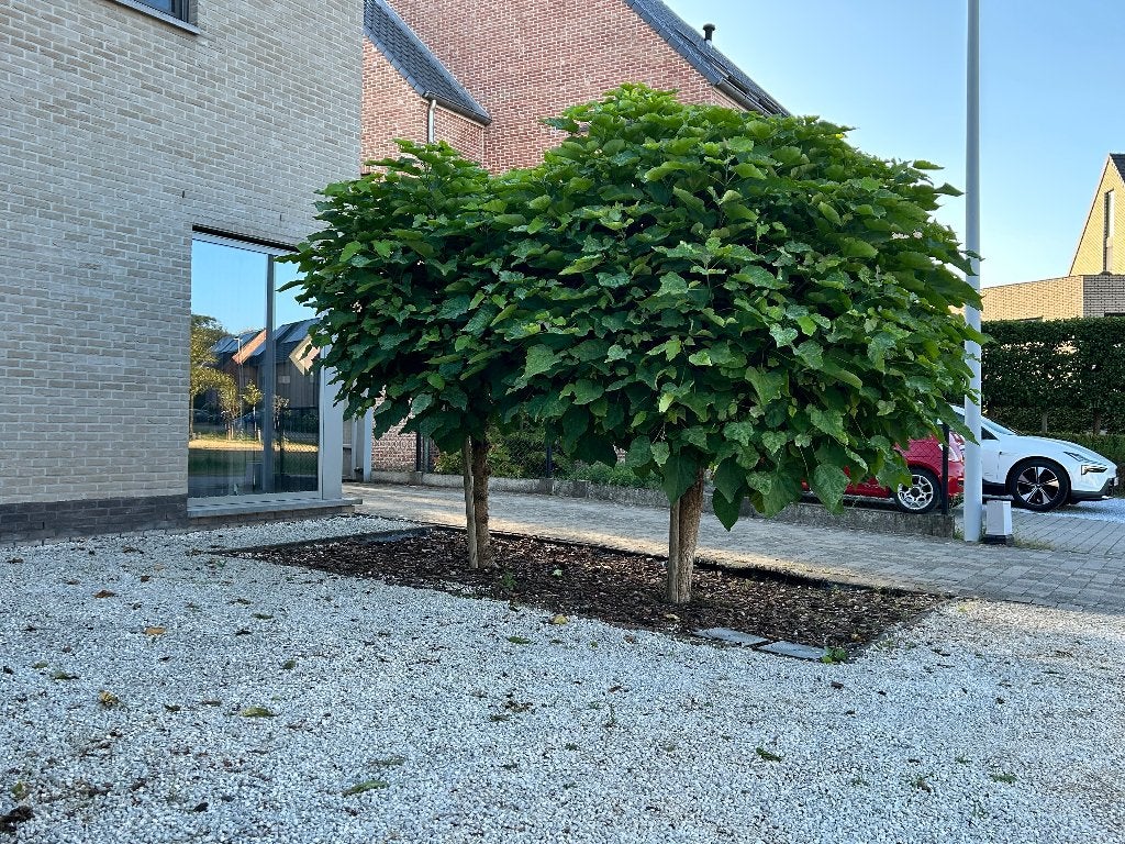 Catalpa bomen 4 stuks, Jardin & Terrasse, Plantes | Arbres, Enlèvement, Printemps, Plein soleil