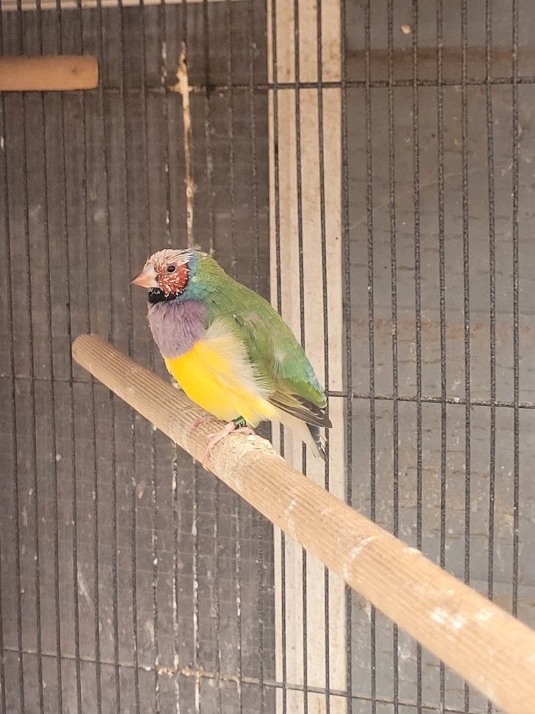 Gouldamadine mannen, Animaux & Accessoires, Oiseaux | Oiseaux Autre, Mâle, Oiseau tropical, Bagué
