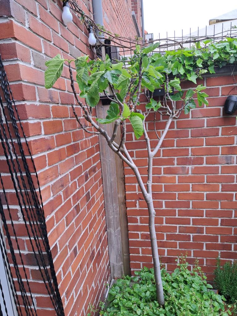 Vijgenboom, Tuin en Terras, Planten | Fruitbomen, Ophalen, Vijgenboom