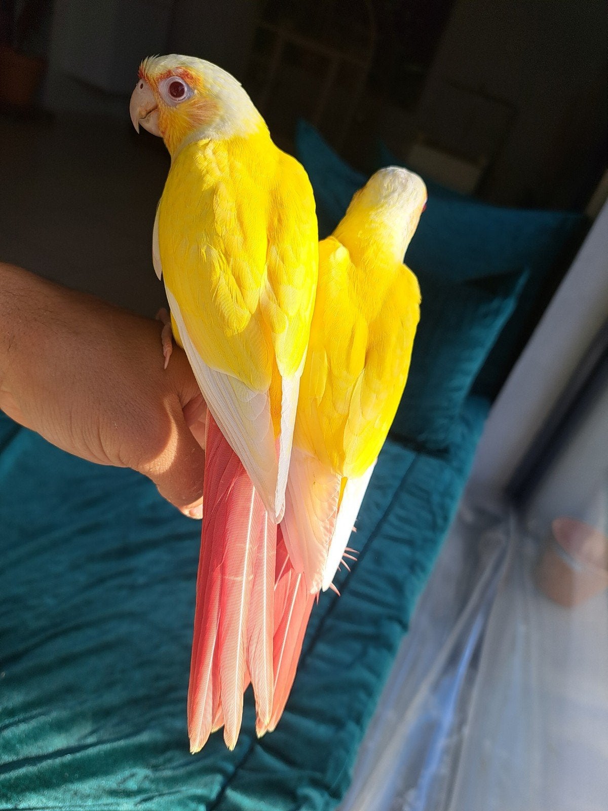 Conure (pyrrhuras) mutation lutino élevés à la main