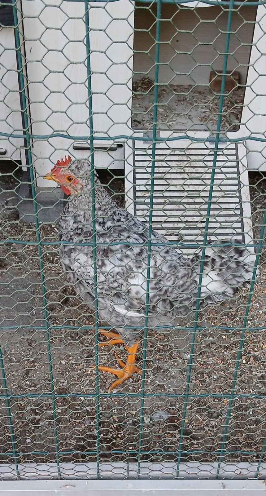 pluimvee, Dieren en Toebehoren