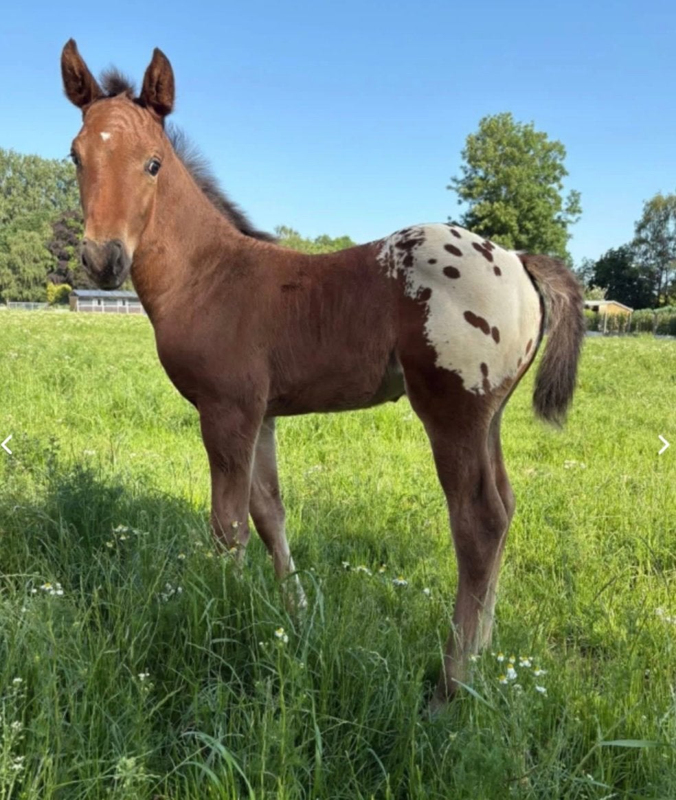 Veelbelovend Jnius vv z BWP hengstveulen, Non dressé, Cheval de saut, Avec pedigree, 0 à 2 ans