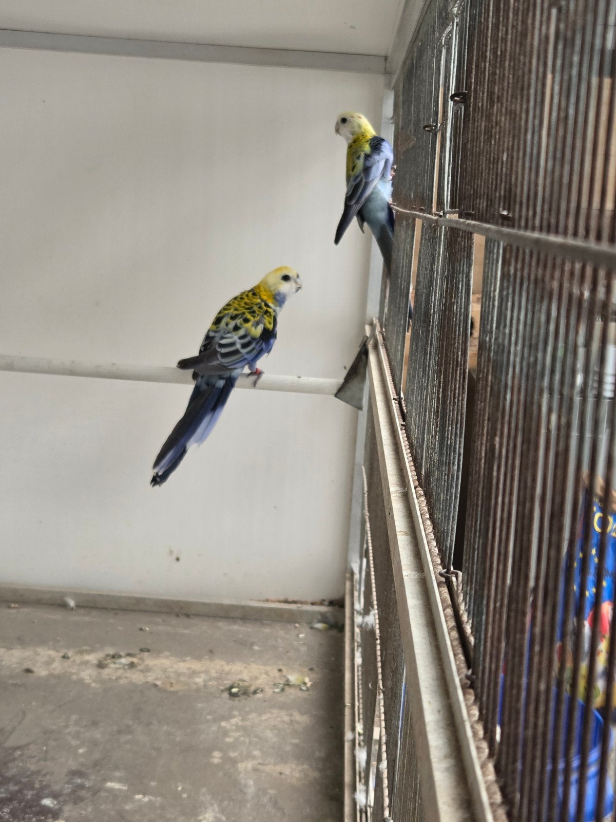 2 koppels rosella s te koop