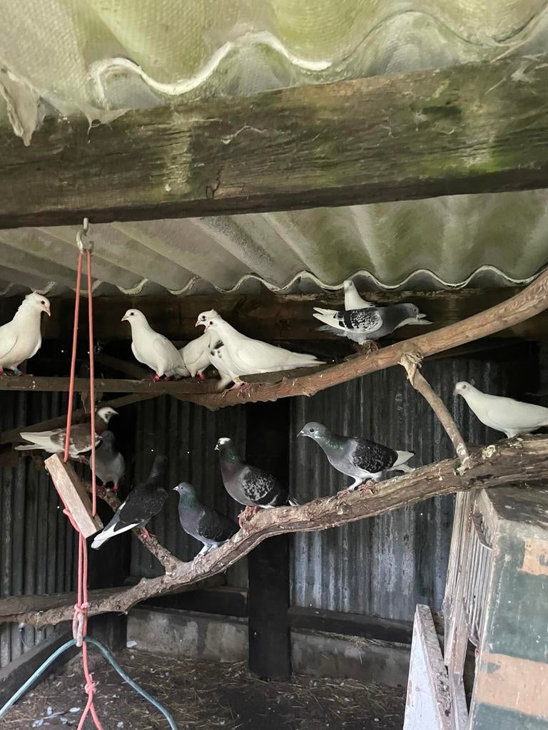Pigeon gris et blanc, Enlèvement ou Envoi