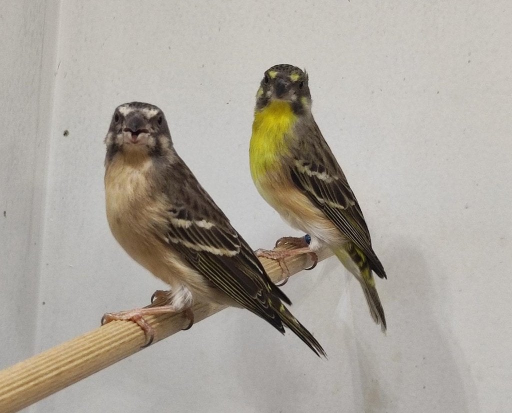 Citroenborst edelzangers, Crithagra citrinipectus, Dieren en Toebehoren, Tropenvogel, Geringd