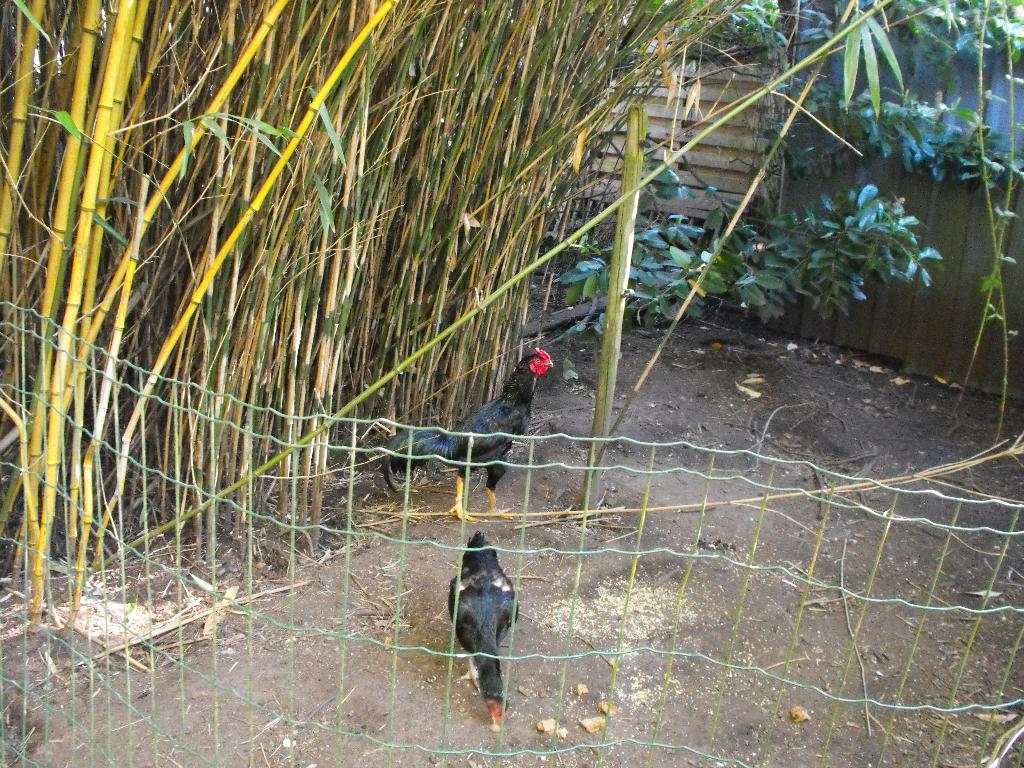 zwarte shamo haan en 3 hennen, Dieren en Toebehoren, Pluimvee, Kip