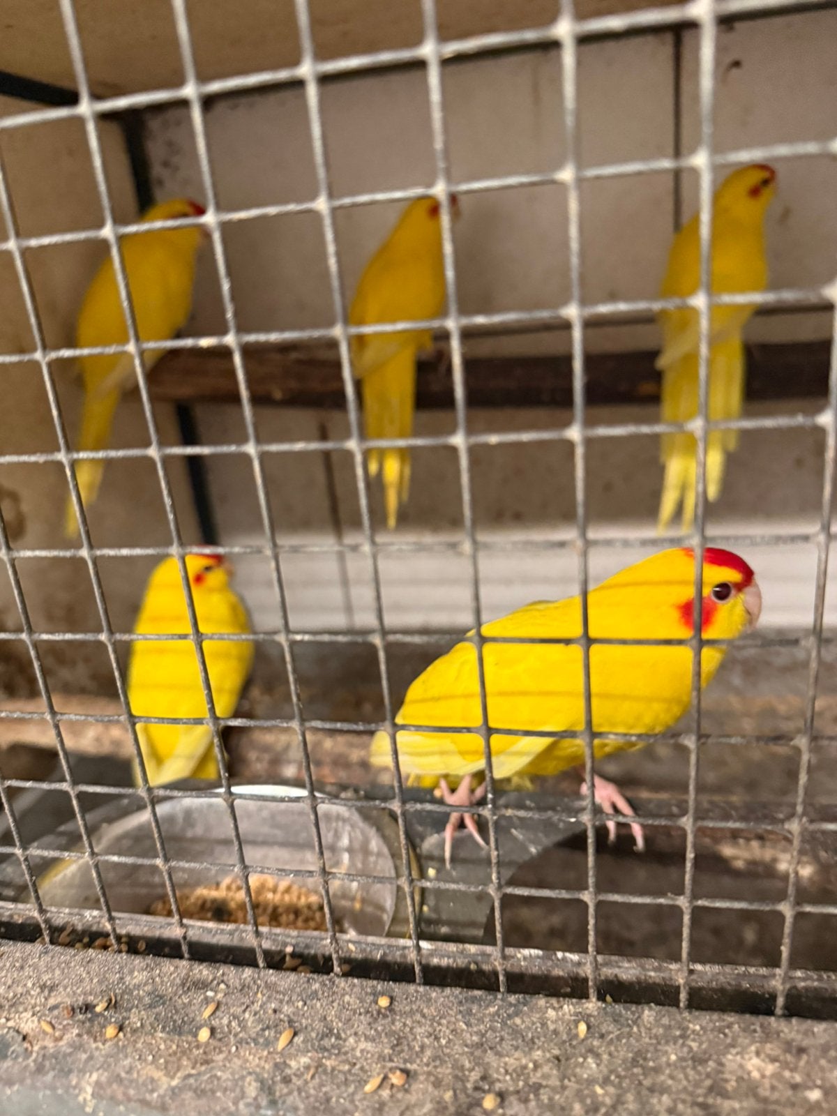 Gezocht voor de markt in Putten, Animaux & Accessoires, Oiseaux | Perruches & Perroquets, Bagué