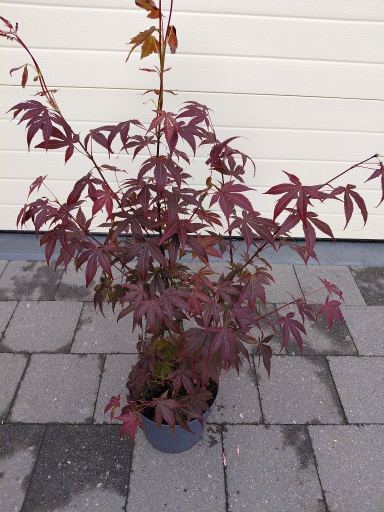 Acer Atropurpureum, Tuin en Terras, Ophalen, Esdoorn