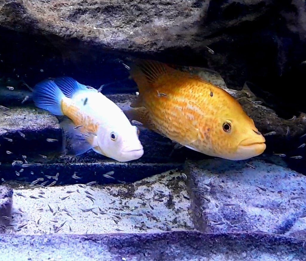 Zeldzame cichliden, Zoetwatervis