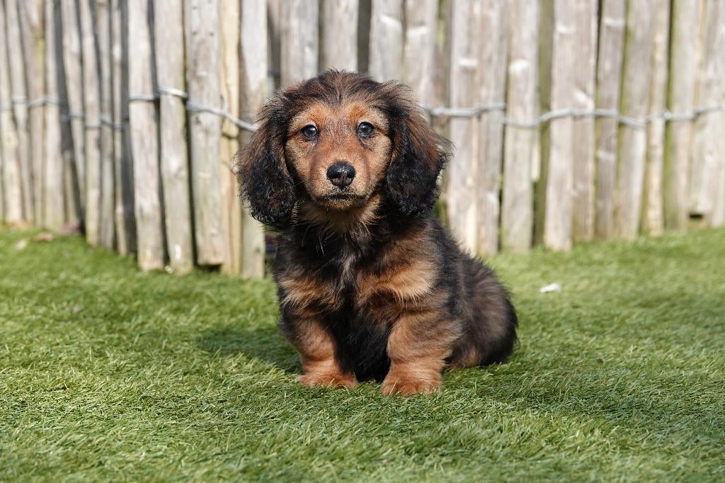 Superbes chiots teckels nains à poil long (100% belges), 15 semaines à 1 an, Éleveur | Professionnel, Poils longs, Plusieurs