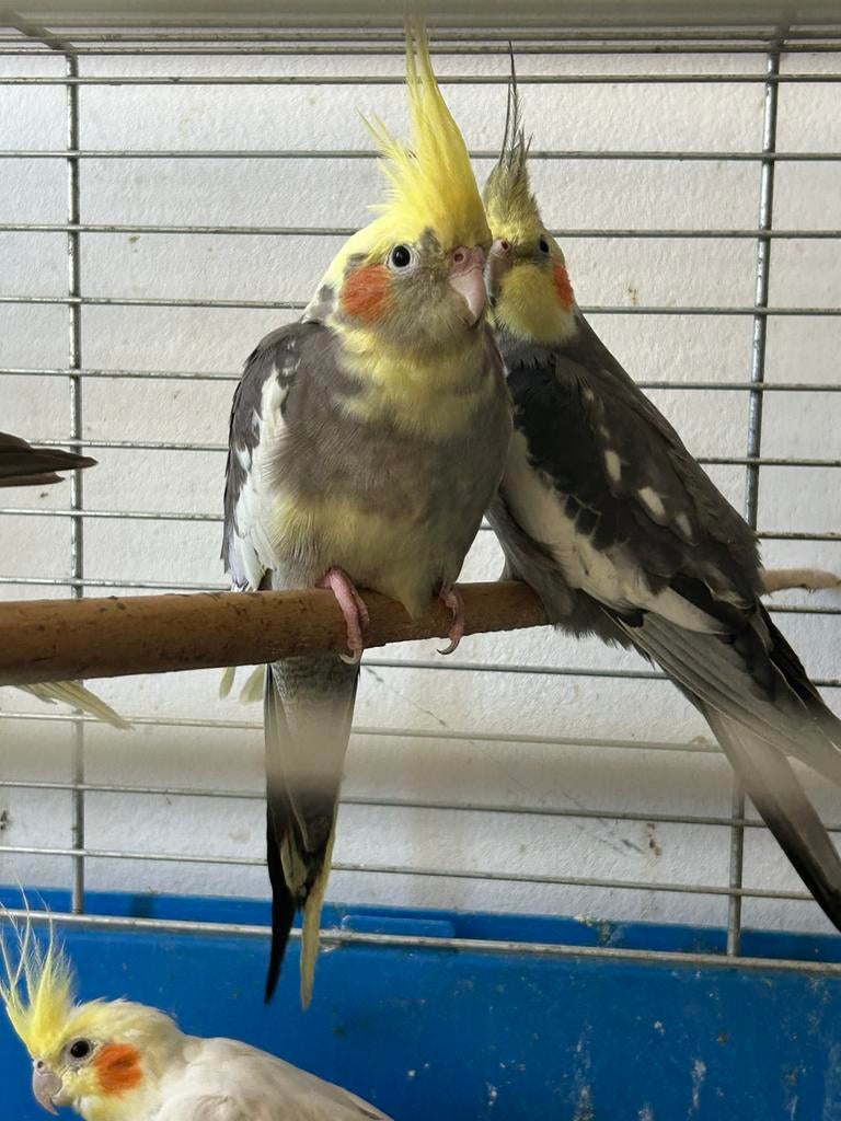 Koppel valkparkieten 80€, Dieren en Toebehoren, Parkiet