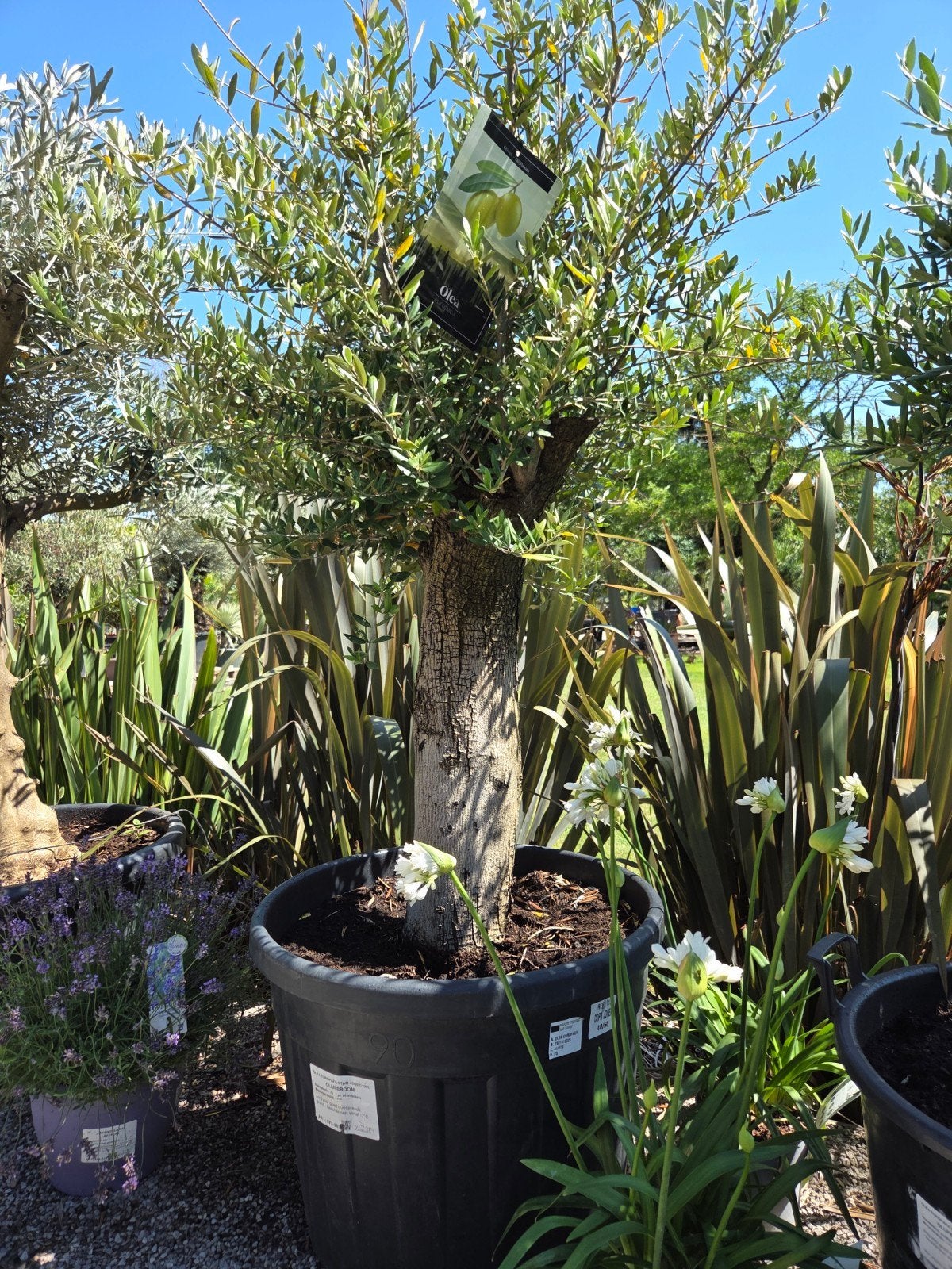 Olijfboom Olea Europaea - Terrasolijfboom, Tuin en Terras, Planten | Bomen, Ophalen, Olijfboom