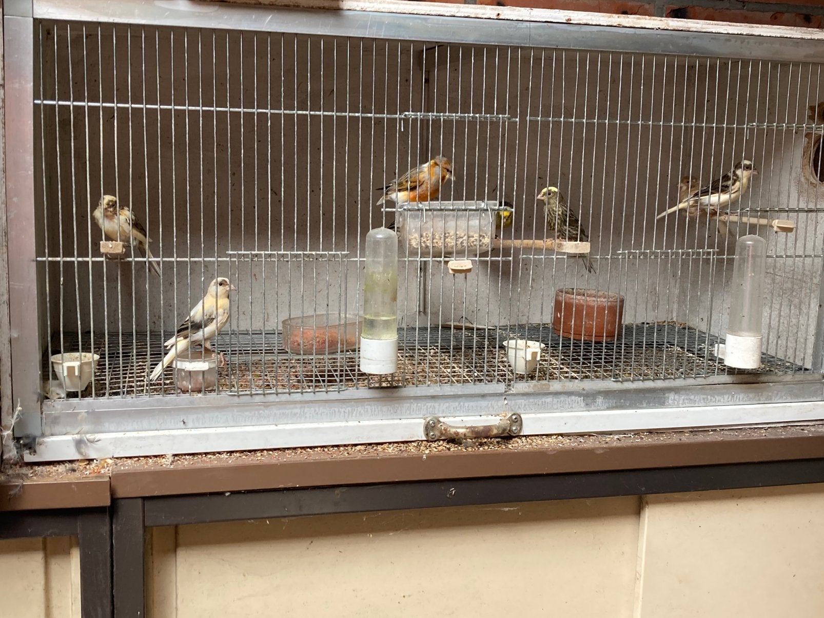 Harlekijn kanaries +lizards, Animaux & Accessoires, Oiseaux | Canaris, Sexe inconnu