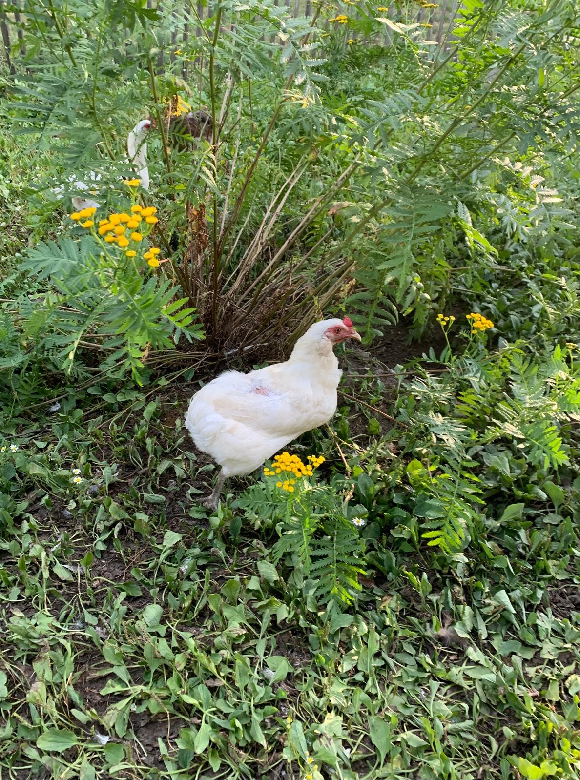 2 poules Araucana blanches en pleine ponte à vendre, Femelle, Poule ou poulet
