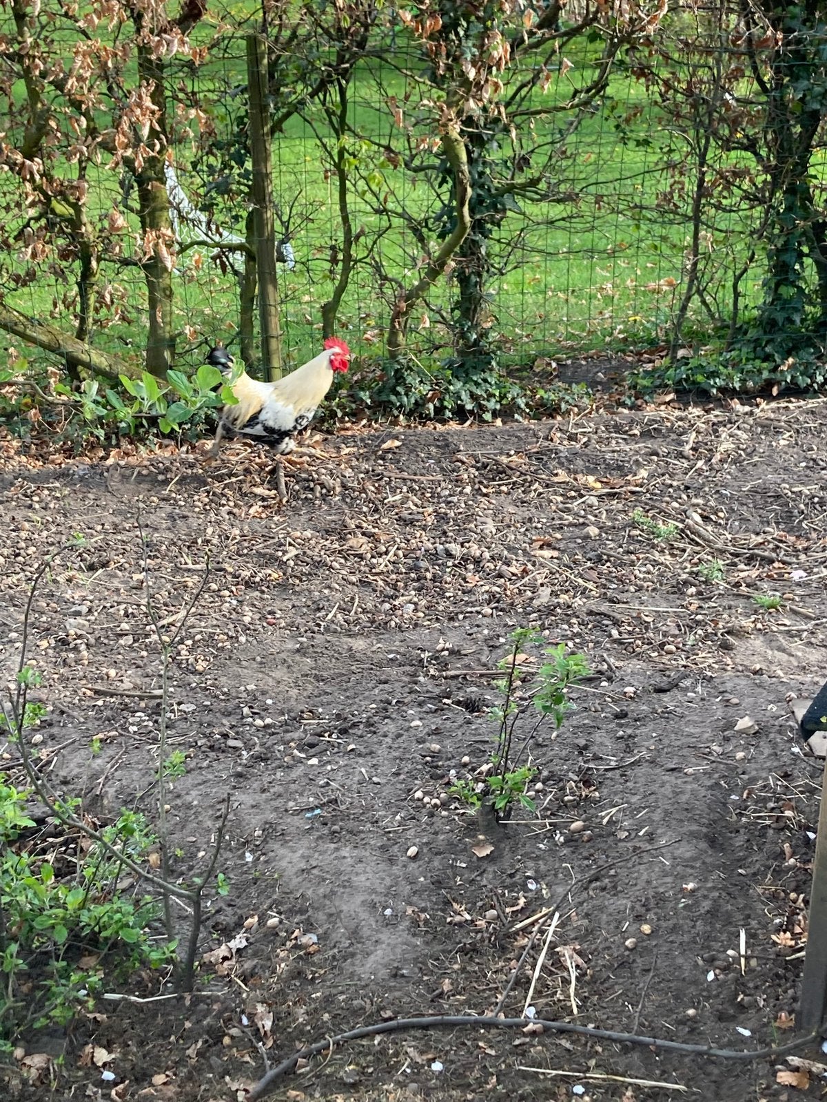 Haantje af te halen., Dieren en Toebehoren