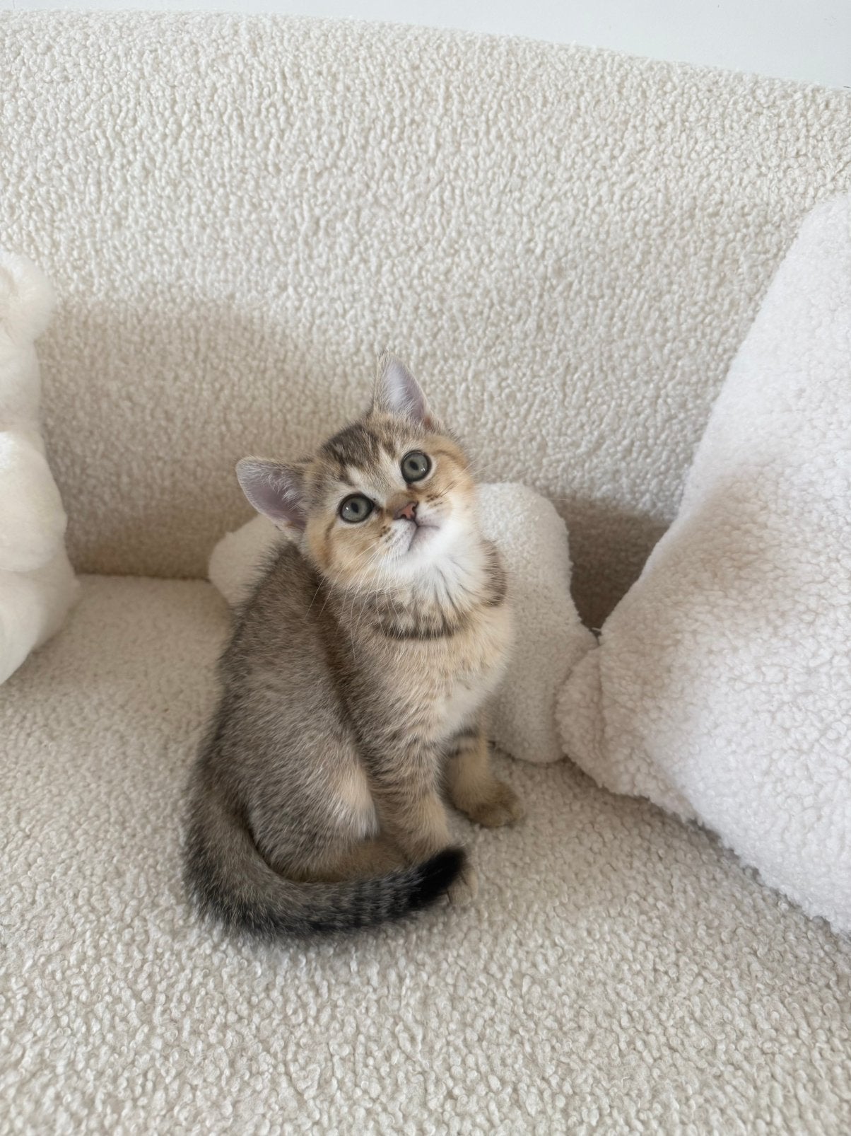Britse korthaar kittens, Gechipt, 0 tot 2 jaar