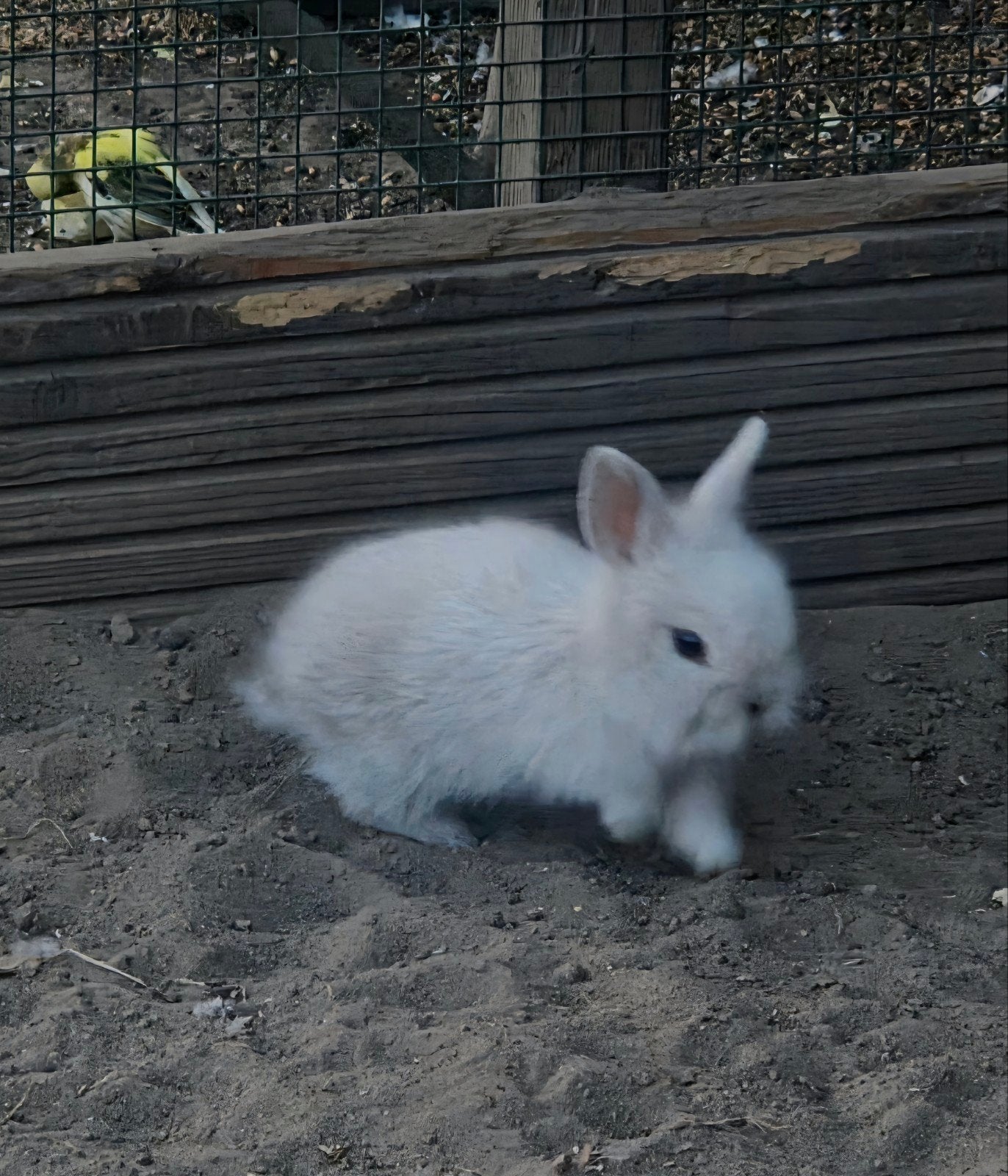 leeuwenkopjes te koop, Dieren en Toebehoren, Konijnen, Geslacht onbekend