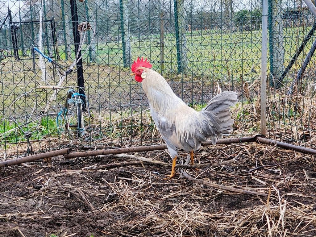 Leghorn Isabelpatrijs broedeieren, Dieren en Toebehoren