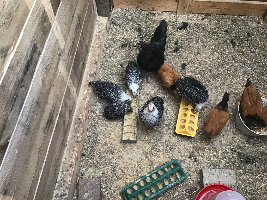 Jonge Zilverbrakel kuikens, Dieren en Toebehoren, Vrouwelijk, Kip