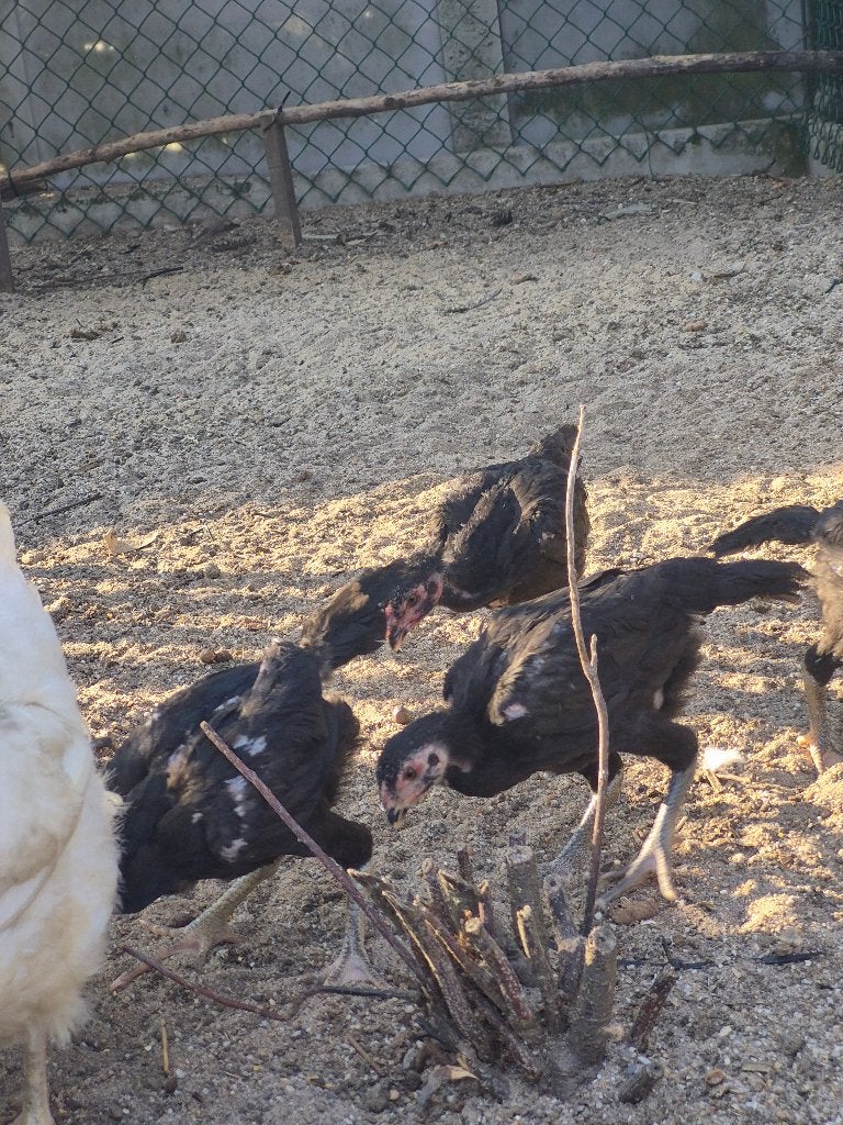 shamo, Plusieurs animaux, Poule ou poulet