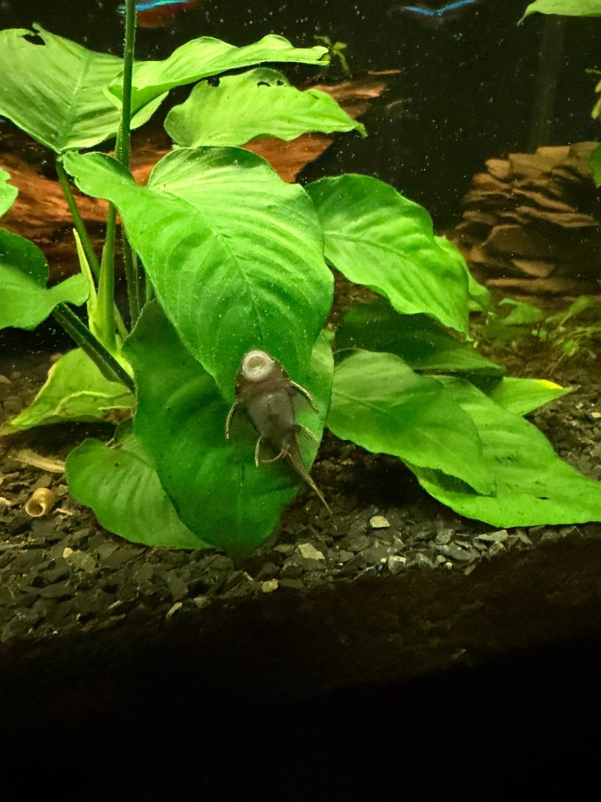 Green Dragon ancistrus borstelneus, Vis, Zoetwatervis