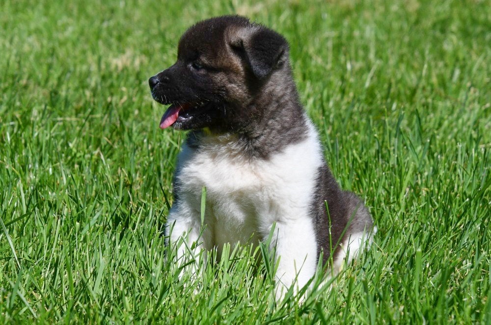 Amerikaanse Akita pups te koop, België, 8 tot 15 weken, Parvo, Eén hond