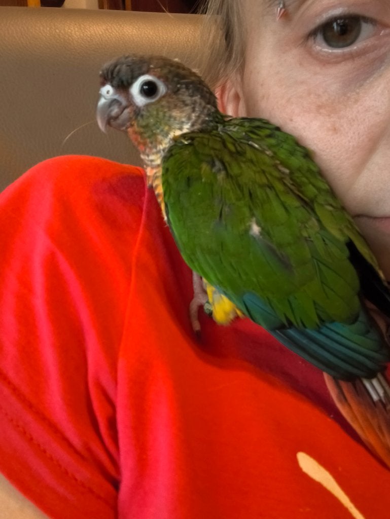 Pyrrhura, Dieren en Toebehoren, Geslacht onbekend, Dwergpapegaai of Agapornis, Tam