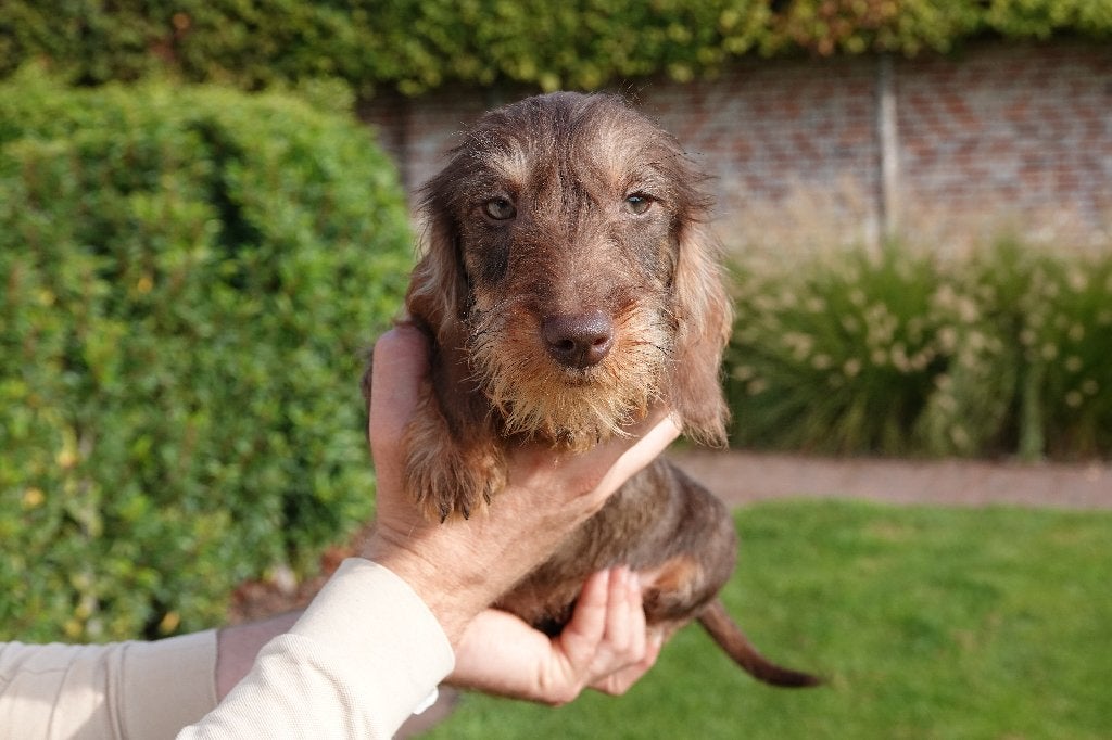 Chiot teckel nain à poil dur avec pedigree (choco&tan), Animaux & Accessoires, 15 semaines à 1 an, Chien (mâle), Maladie de Carré (chiens)