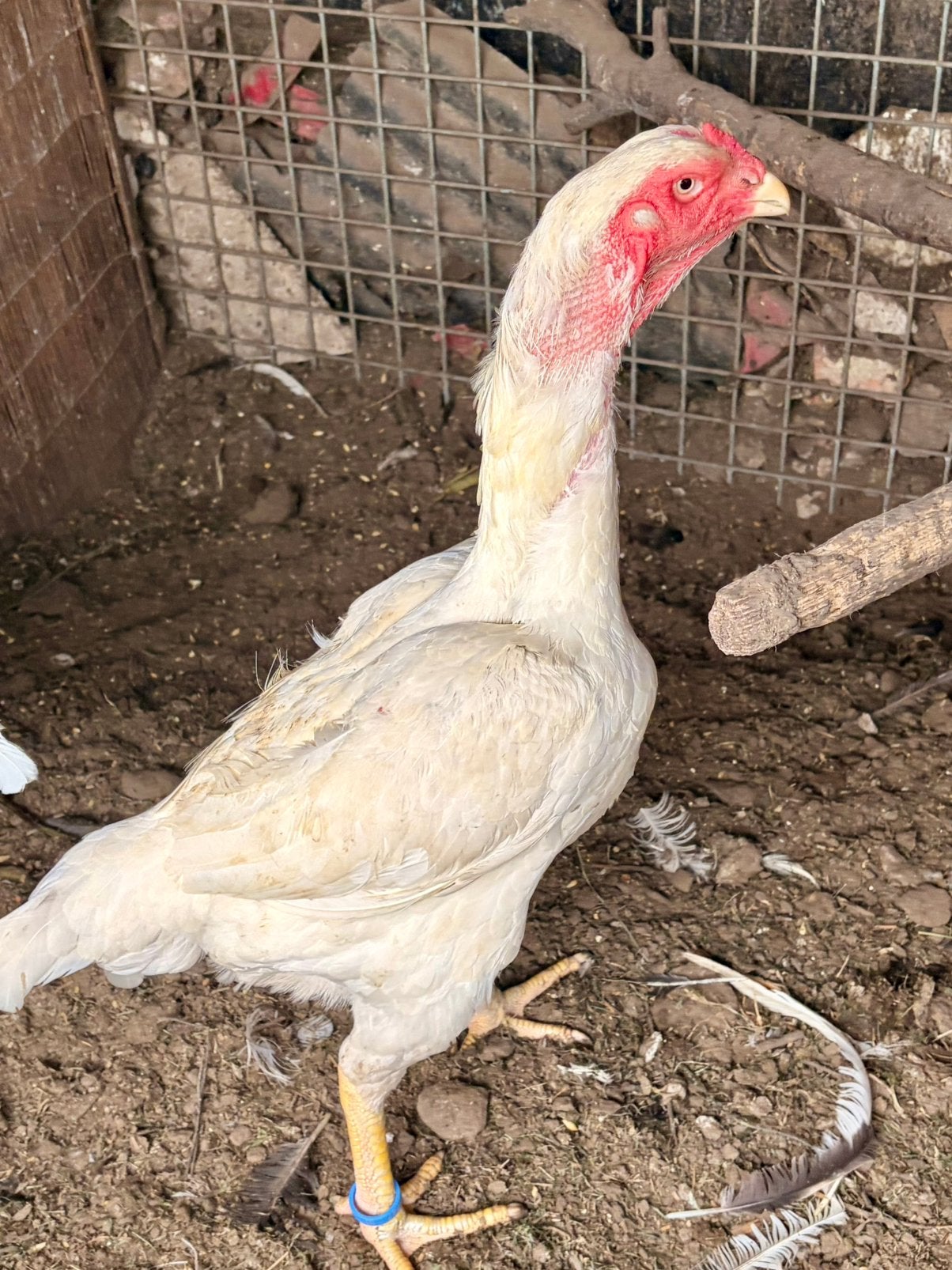 Poules Shamo, Animaux & Accessoires, Poule ou poulet