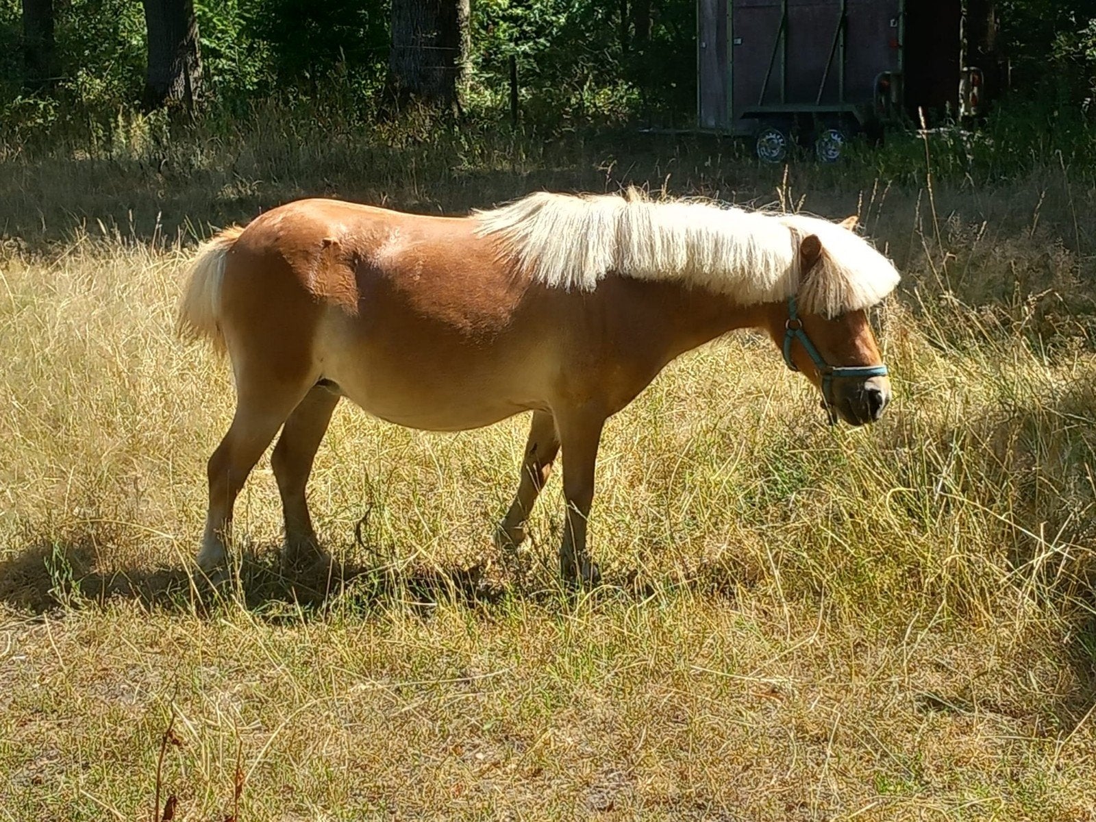Shetlandmerrie, Dieren en Toebehoren, Pony's, Merrie, A pony (tot 1.17m), Gechipt, 11 jaar of ouder