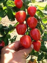 Tomatenplant Summer Sweetheart voor serre of buiten, Tuin en Terras, Ophalen