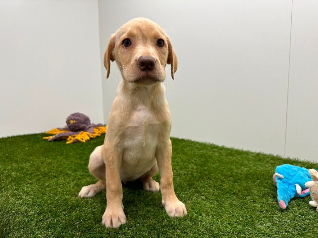 Labrador Retriever pups, Parvo, België, 8 tot 15 weken, Labrador retriever