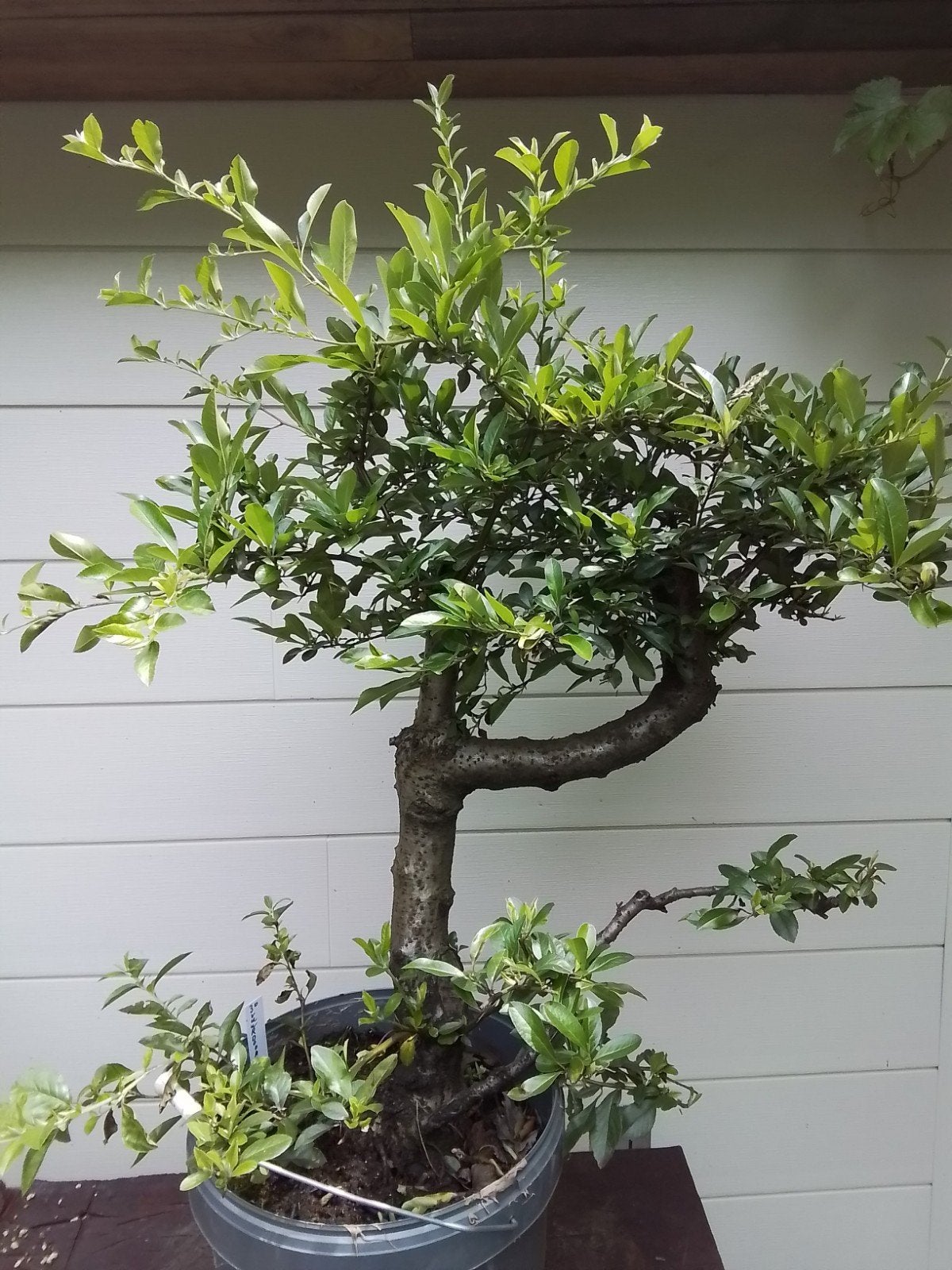 Bonsai, Tuin en Terras, Ophalen