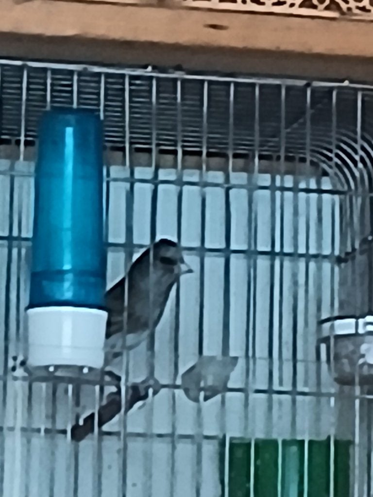 Mâle Métis, Mâle, Oiseau chanteur sauvage, Bagué